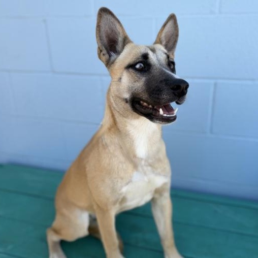 Enlarge Sheba , a ADOPTABLE mixed breed in Boston, MA image 2/4