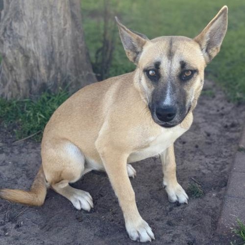 Enlarge Sheba , a ADOPTABLE mixed breed in Boston, MA image 3/4