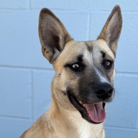 Enlarge Sheba , a ADOPTABLE mixed breed in Boston, MA image 4/4