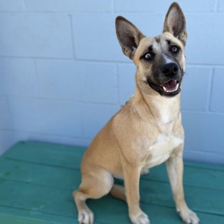 Sheba , ADOPTABLE, Puppy Female Shepherd & Husky.