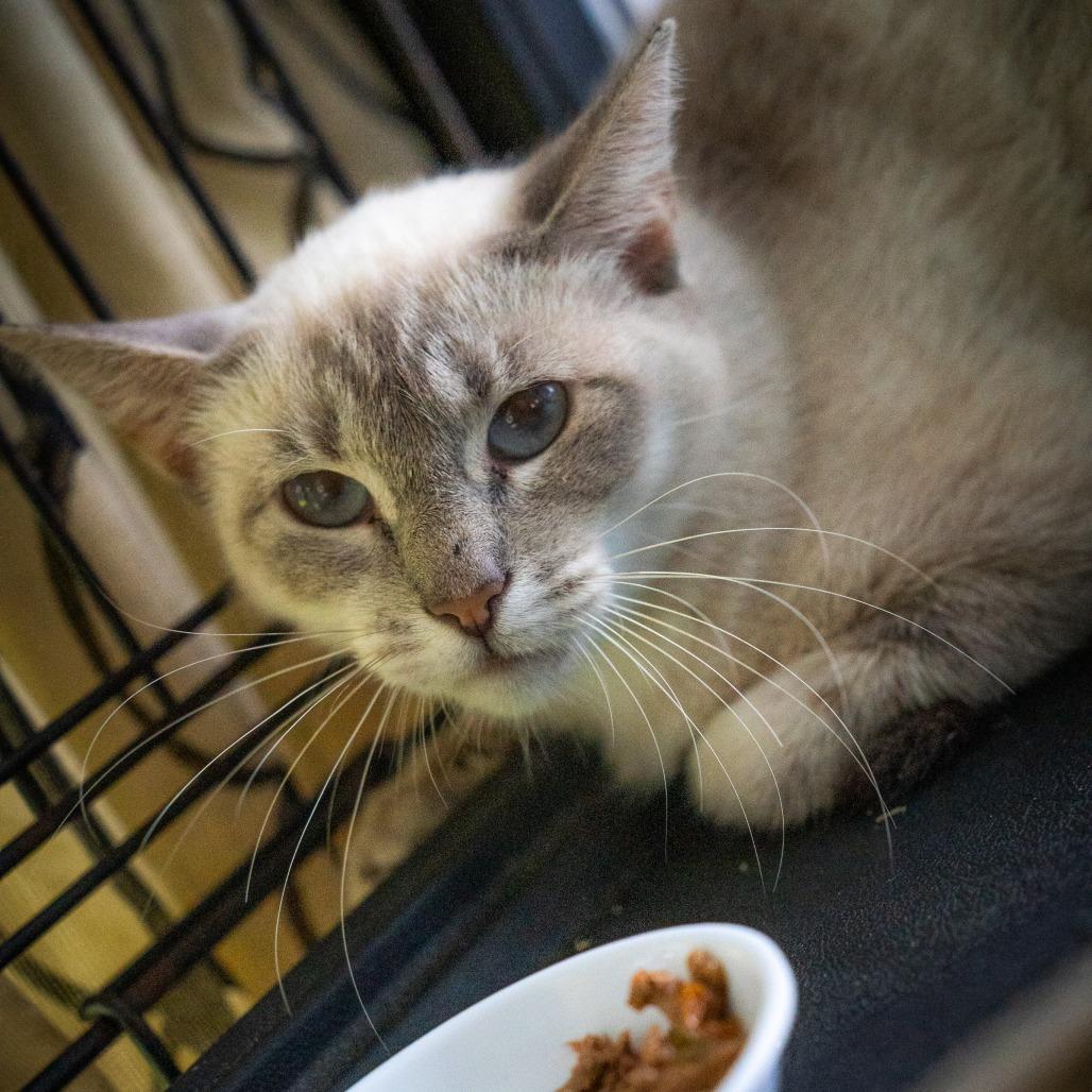 Enlarge Poli'ahu, a Adoptable Siamese in Pahoa, HI image 1/4