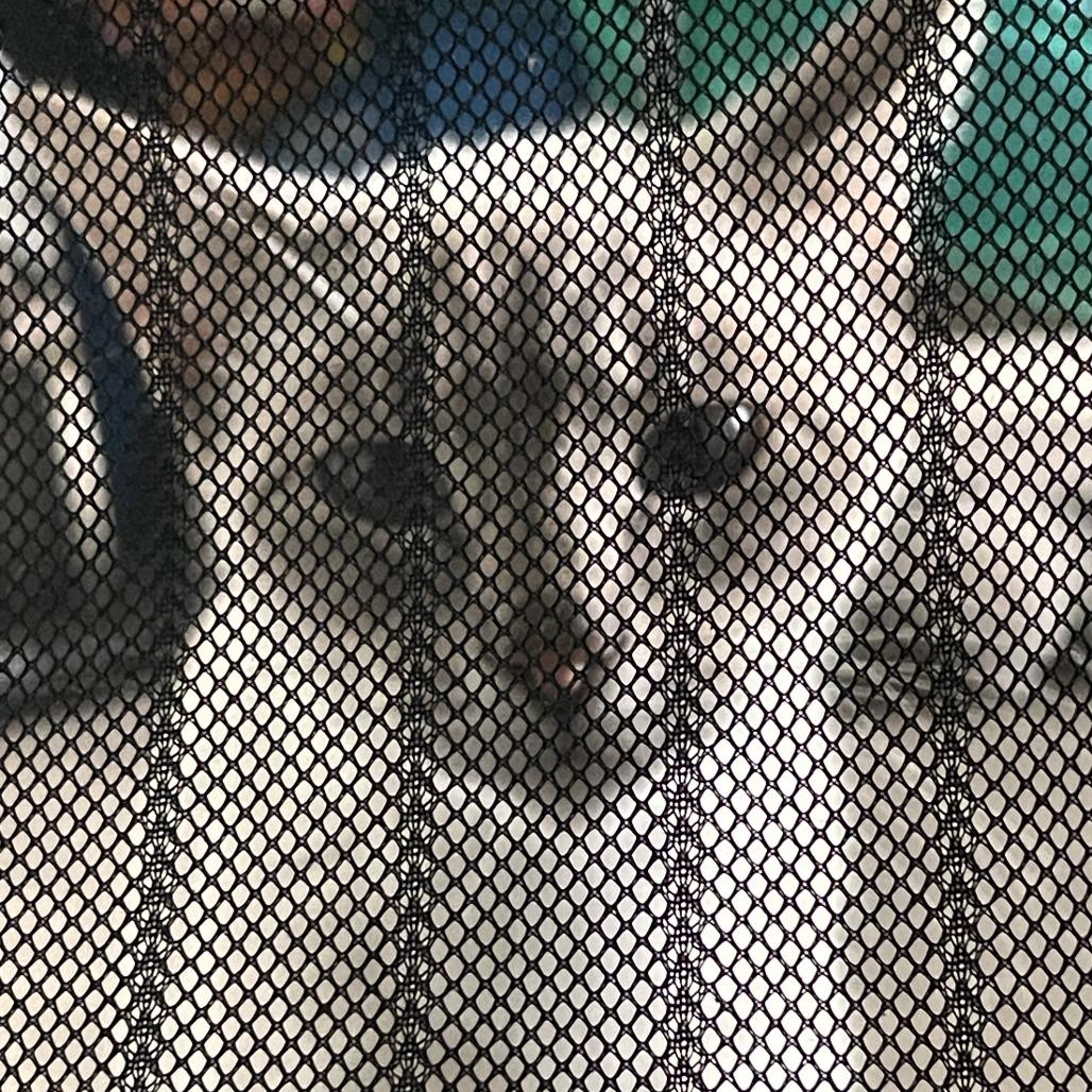 Enlarge Poli'ahu, a Adoptable Siamese in Pahoa, HI image 2/4