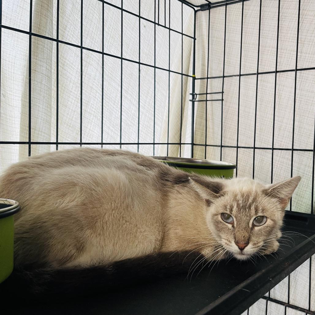 Enlarge Poli'ahu, a Adoptable Siamese in Pahoa, HI image 3/4