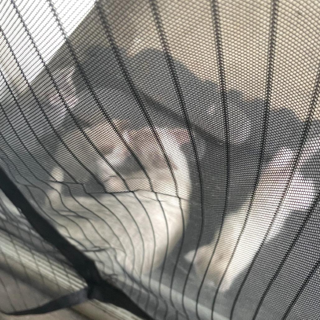 Enlarge Poli'ahu, a Adoptable Siamese in Pahoa, HI image 4/4