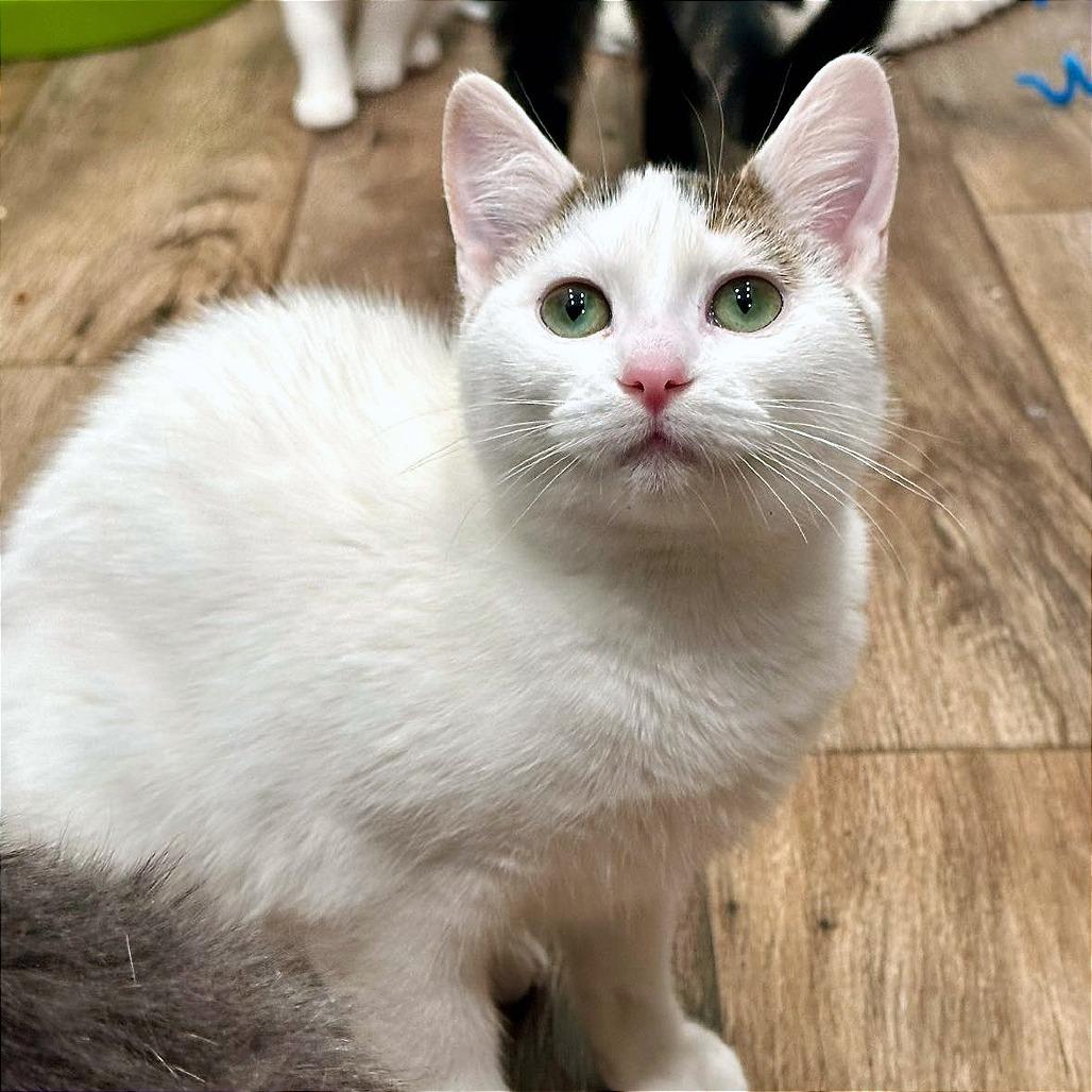 Wildflower, Adoptable, Young Female Domestic Short Hair.