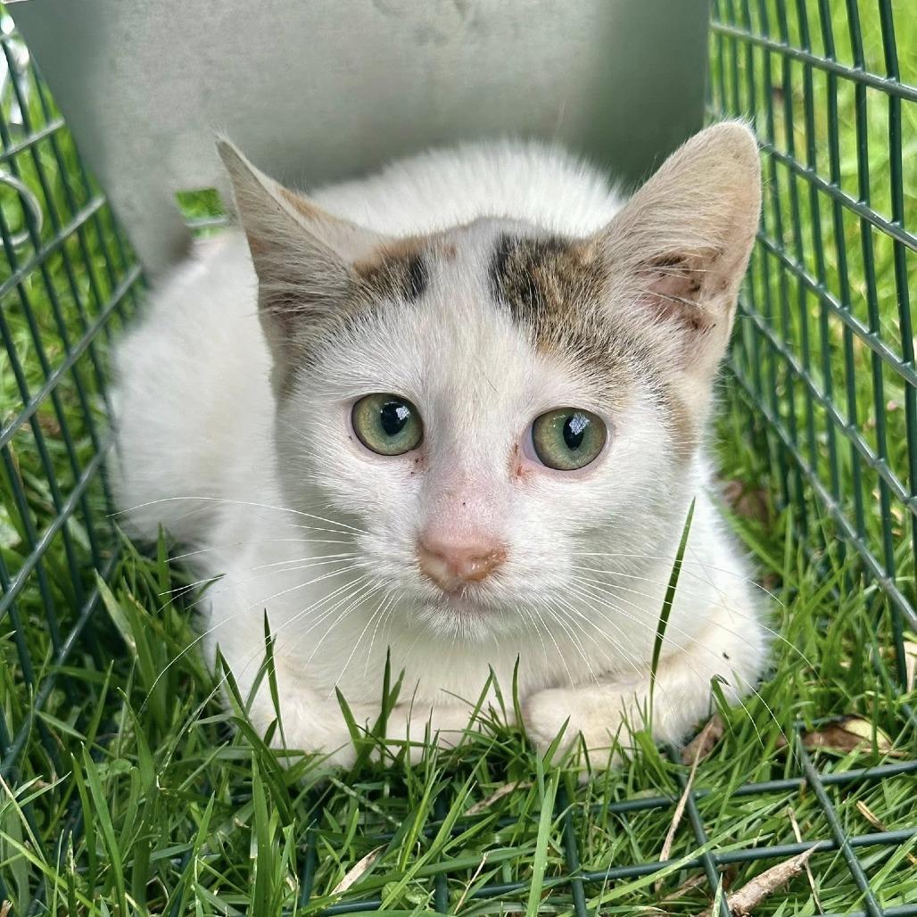 Enlarge Wildflower, a Adoptable Domestic Short Hair in Leechburg, PA image 2/3