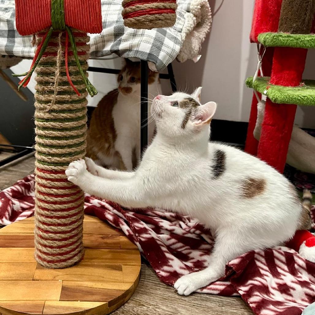 Enlarge Wildflower, a Adoptable Domestic Short Hair in Leechburg, PA image 3/3