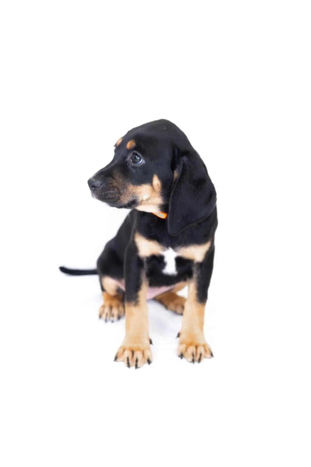 Tibby, a Adoptable mixed breed in Bixby, OK image 4/4