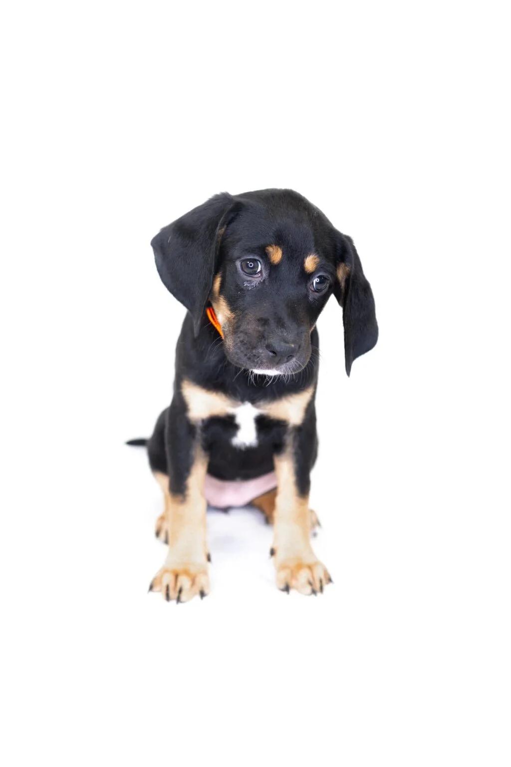 Tibby, a Adoptable mixed breed in Bixby, OK image 3/4