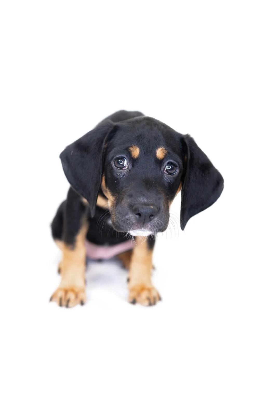 Tibby, a Adoptable mixed breed in Bixby, OK image 2/4
