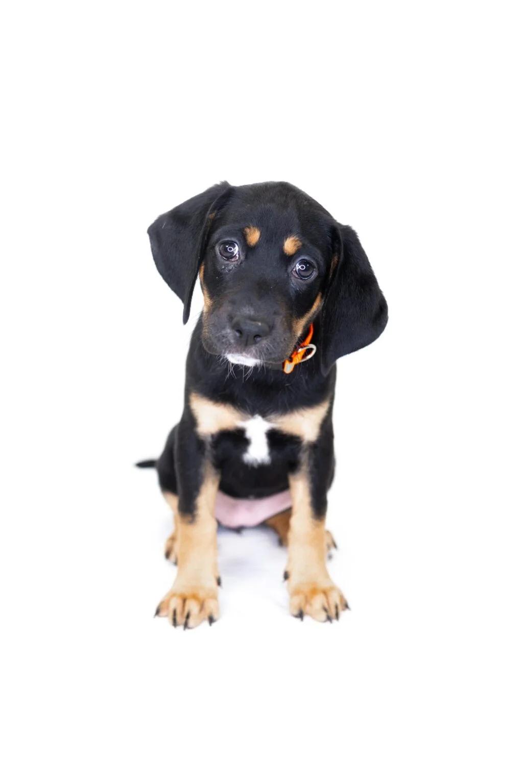 Tibby, Adoptable, Puppy Female Catahoula Leopard Dog.