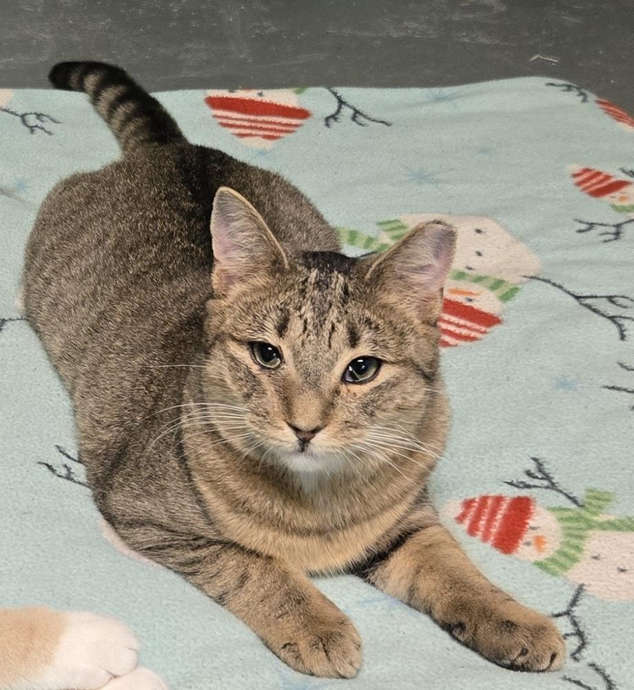 Flerken, Adoptable, Young Male Domestic Short Hair.
