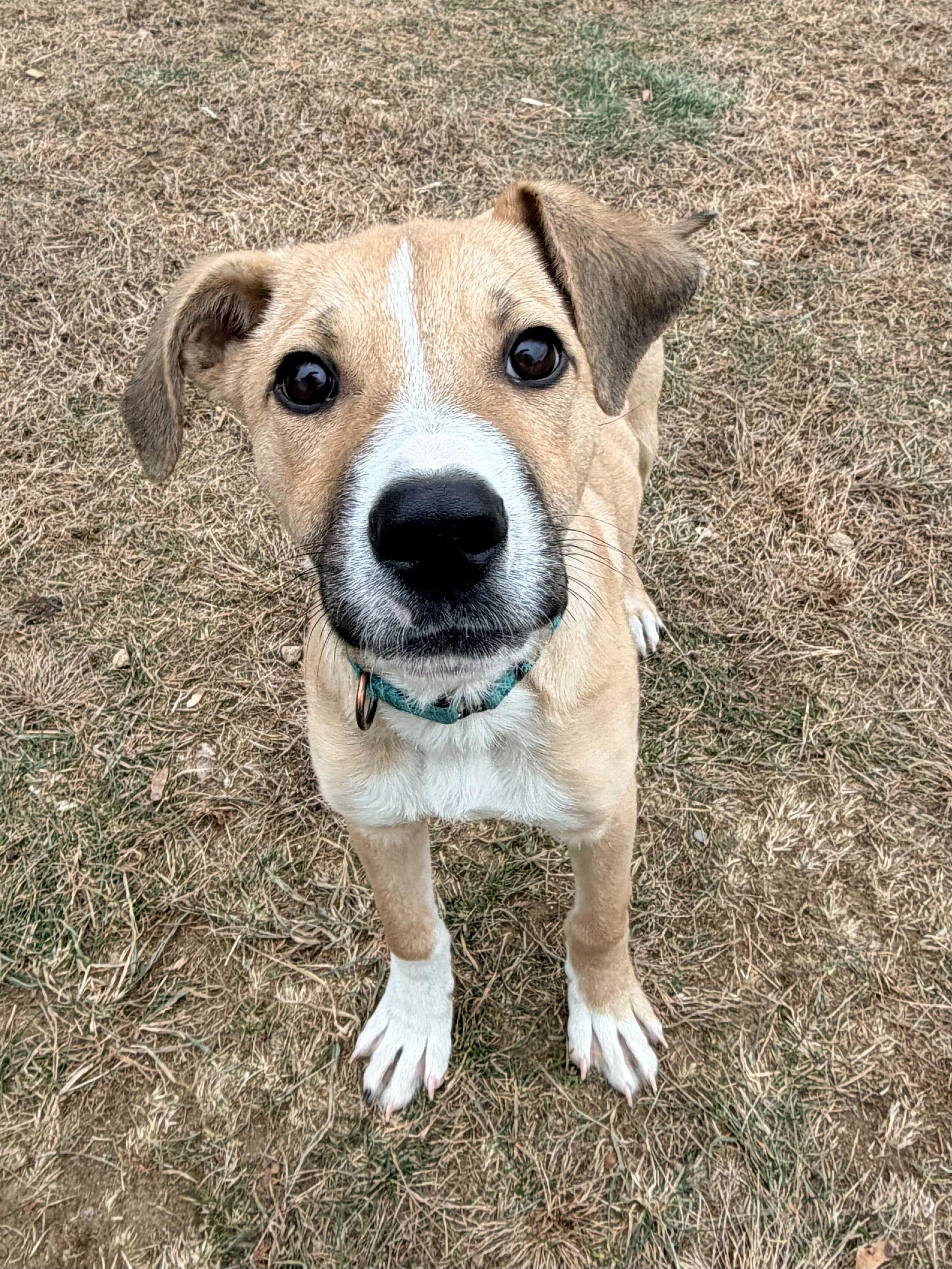 Enlarge Teak, a Adoptable mixed breed in Uxbridge, MA image 1/2
