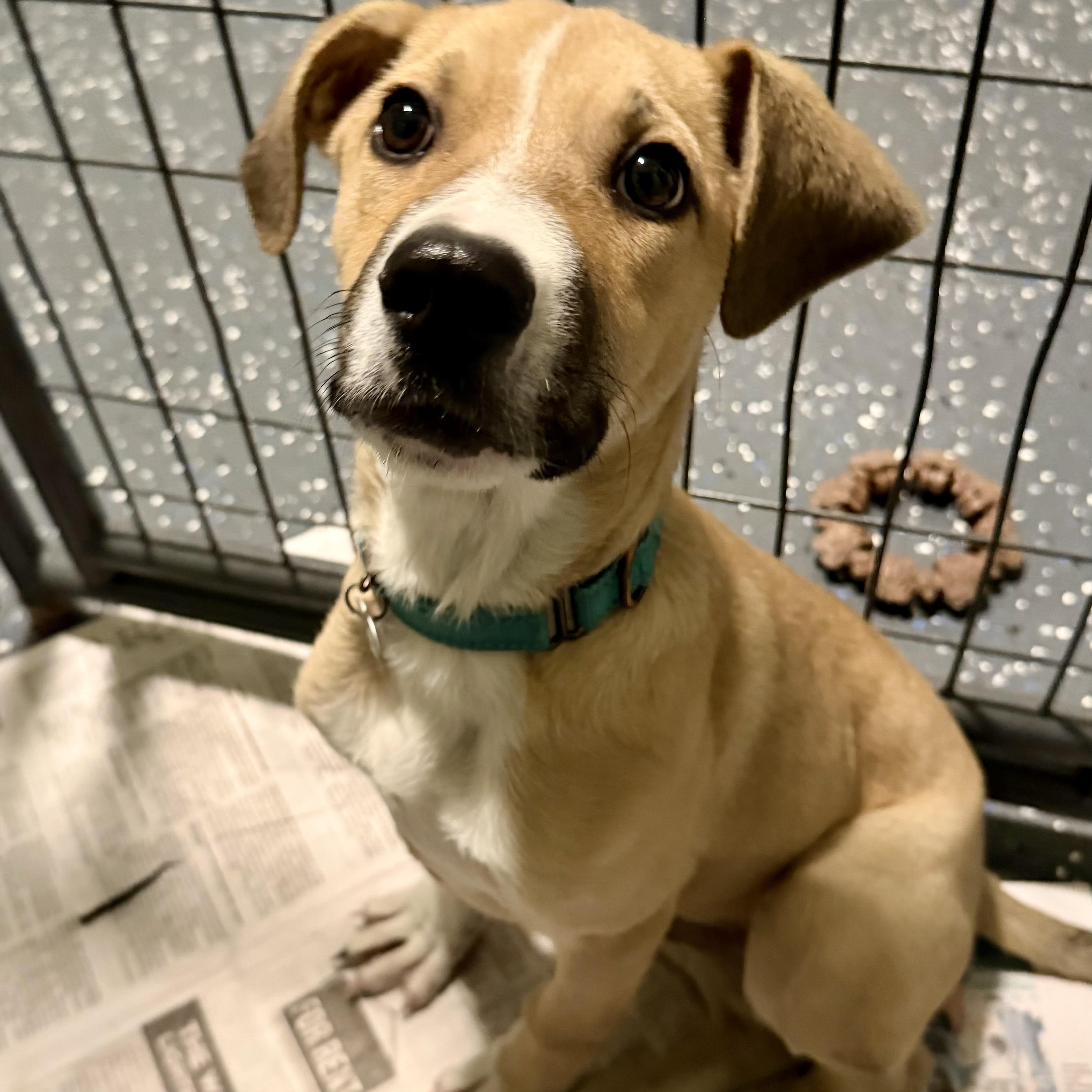 Teak, Adoptable, Puppy Male Mountain Cur & Hound.