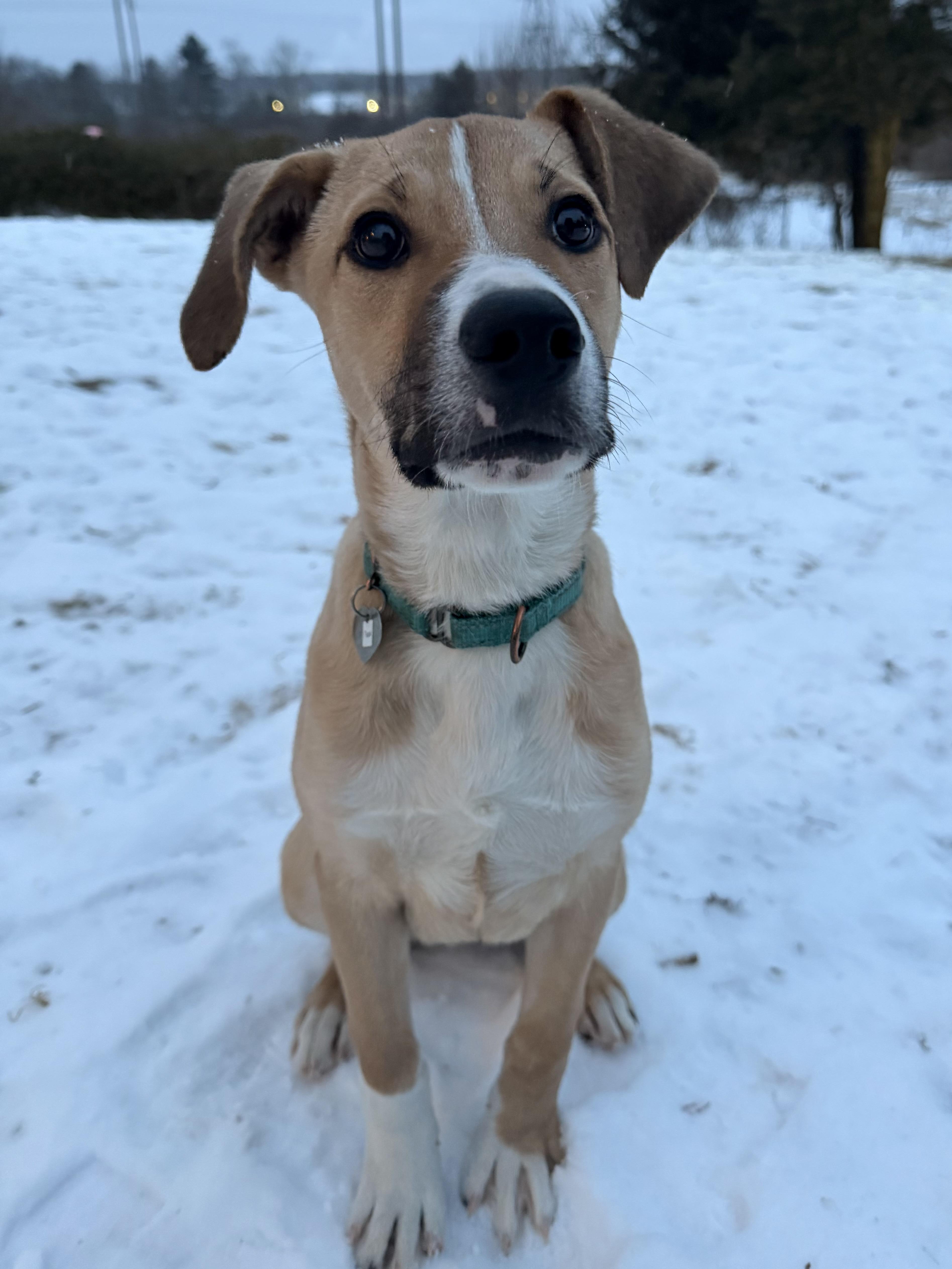 Teak, an adopted mixed breed in Uxbridge, MA image 1/3