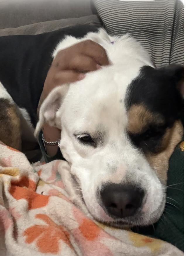 Rascal : Mr. Prankster