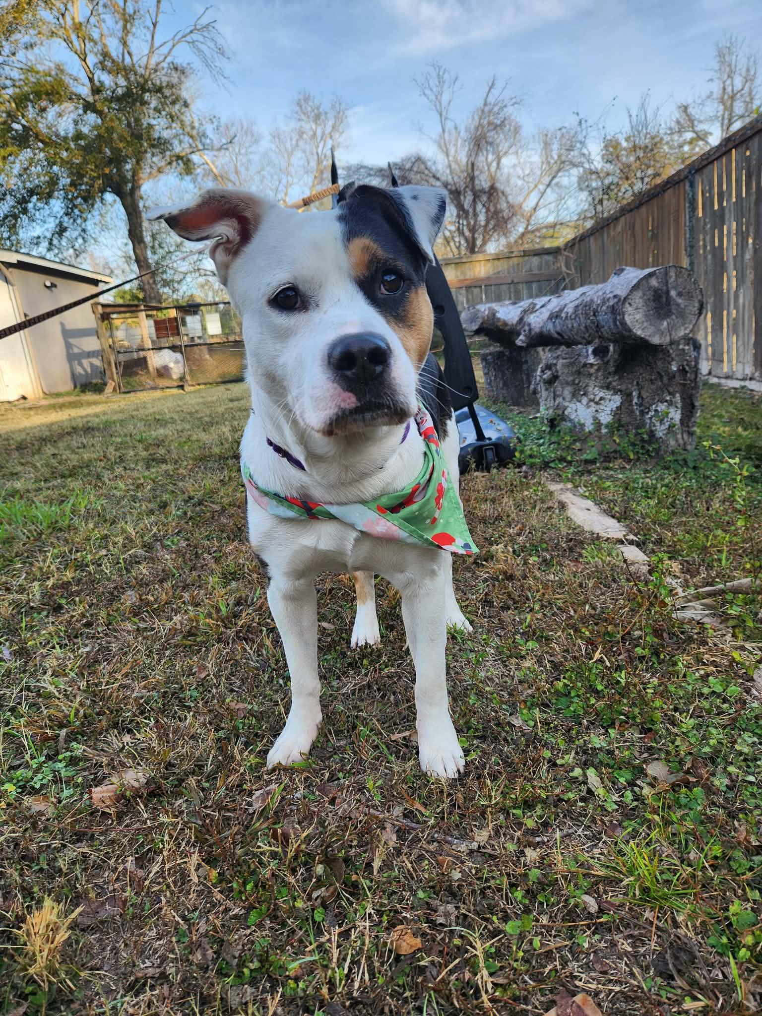 Rascal : Mr. Prankster — thumbnail 3