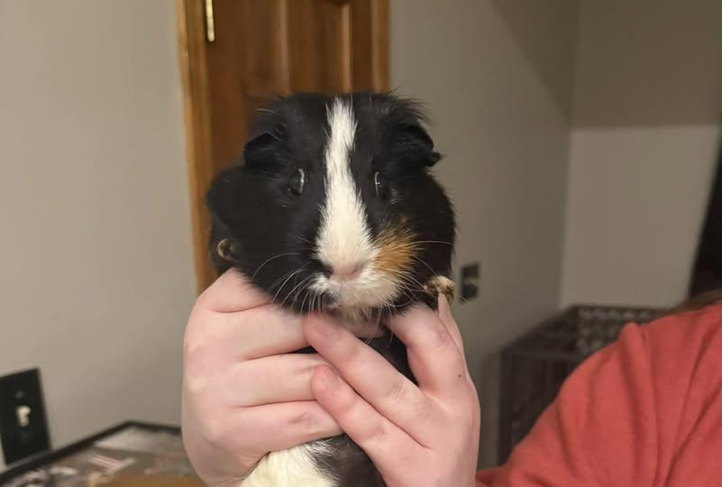 Svin, Adoptable, Young Male Guinea Pig.