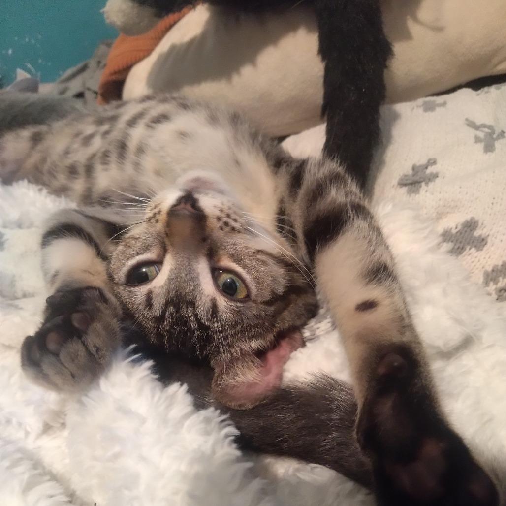 George Harrison — thumbnail 2