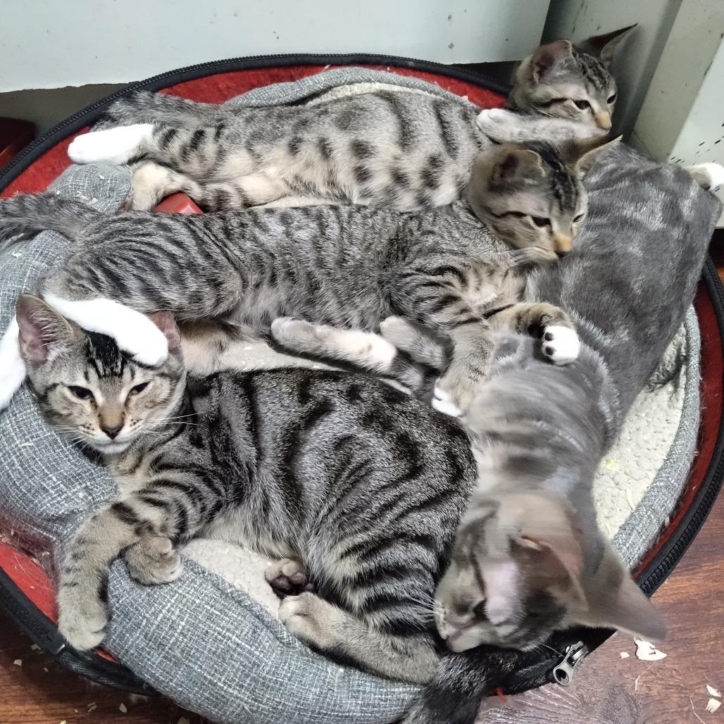 George Harrison — thumbnail 3