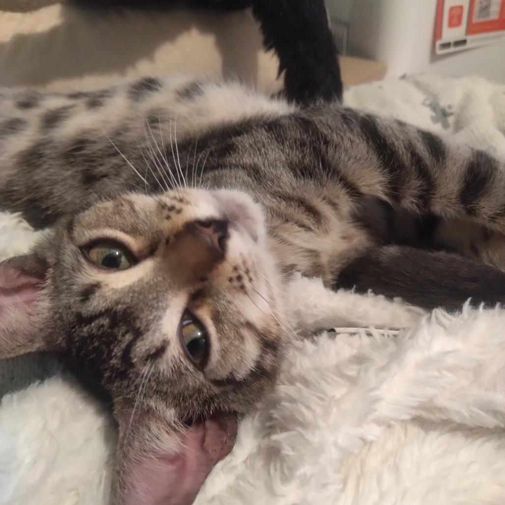 George Harrison — thumbnail 4