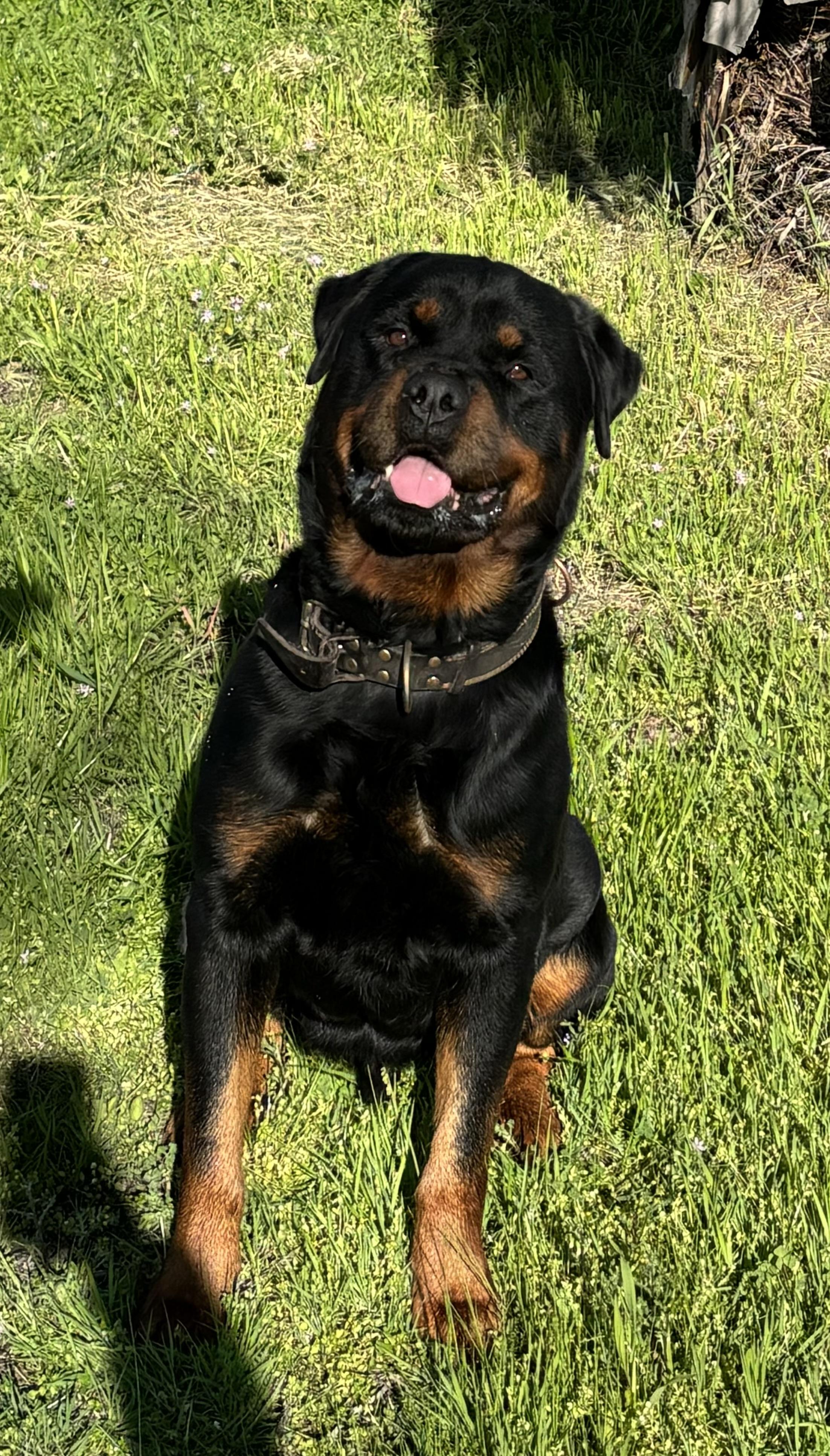 Enlarge Phil, a Adoptable Rottweiler in Woodland, CA image 1/1