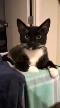 Enlarge Ruby, a Adoptable Domestic Short Hair in New York, NY image 7/9