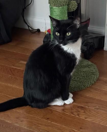 Enlarge Ruby, a Adoptable Domestic Short Hair in New York, NY image 1/9