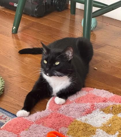 Enlarge Ruby, a Adoptable Domestic Short Hair in New York, NY image 5/9