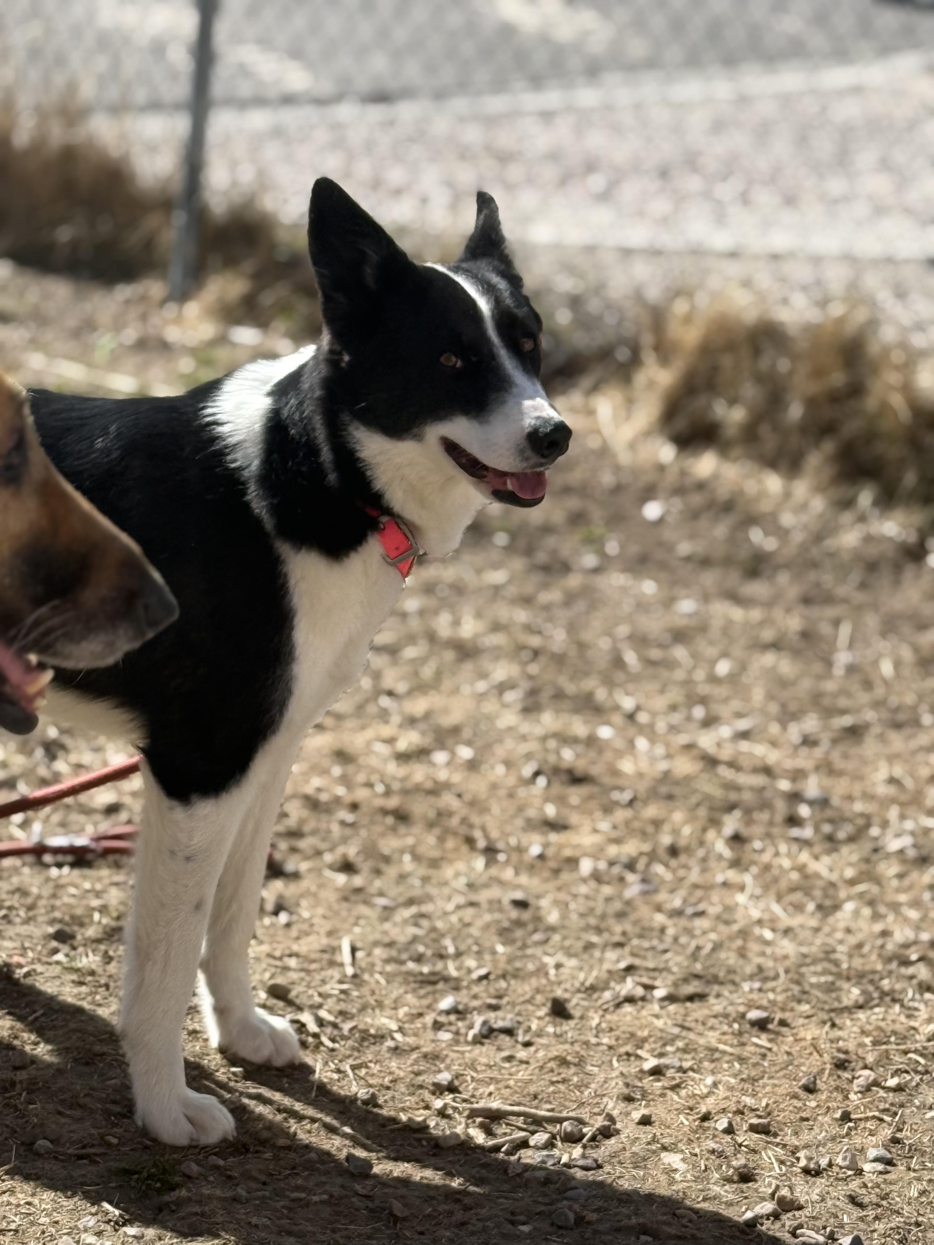 Lumi, an adoptable Border Collie in Pocatello, ID, 83201 | Photo Image 3