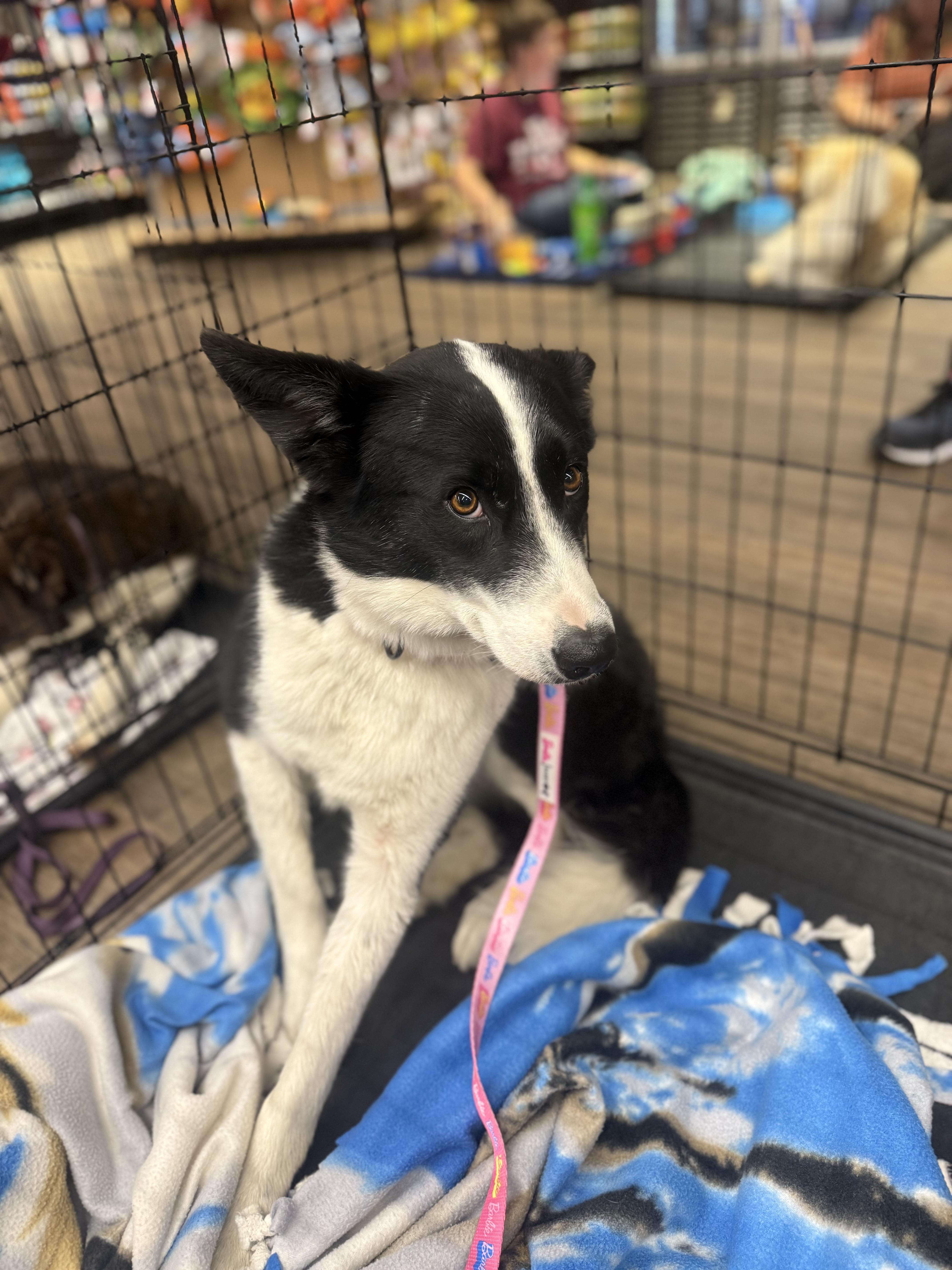 Lumi, an adoptable Border Collie in Pocatello, ID, 83201 | Photo Image 4
