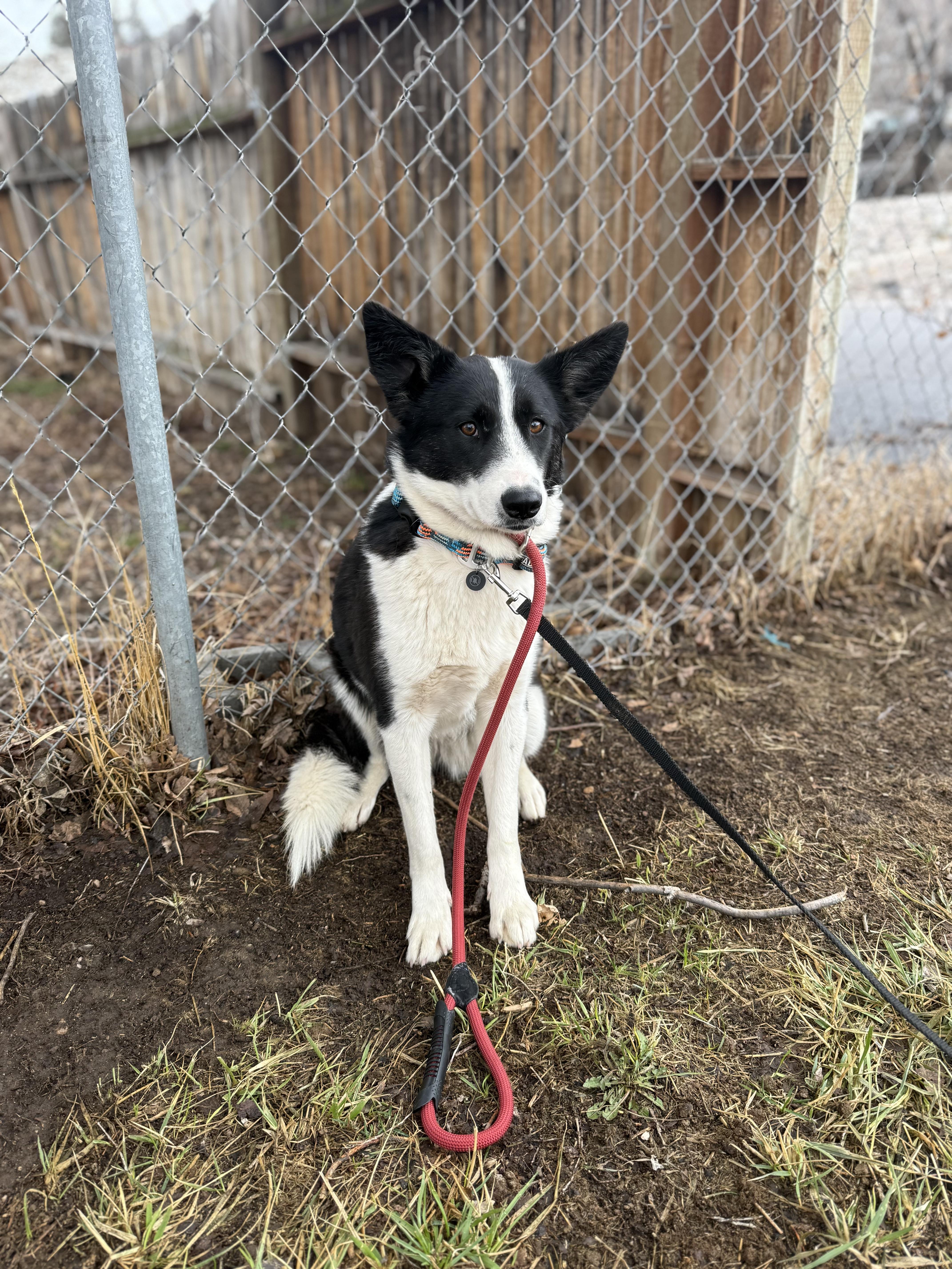 Lumi, an adoptable Border Collie in Pocatello, ID, 83201 | Photo Image 2