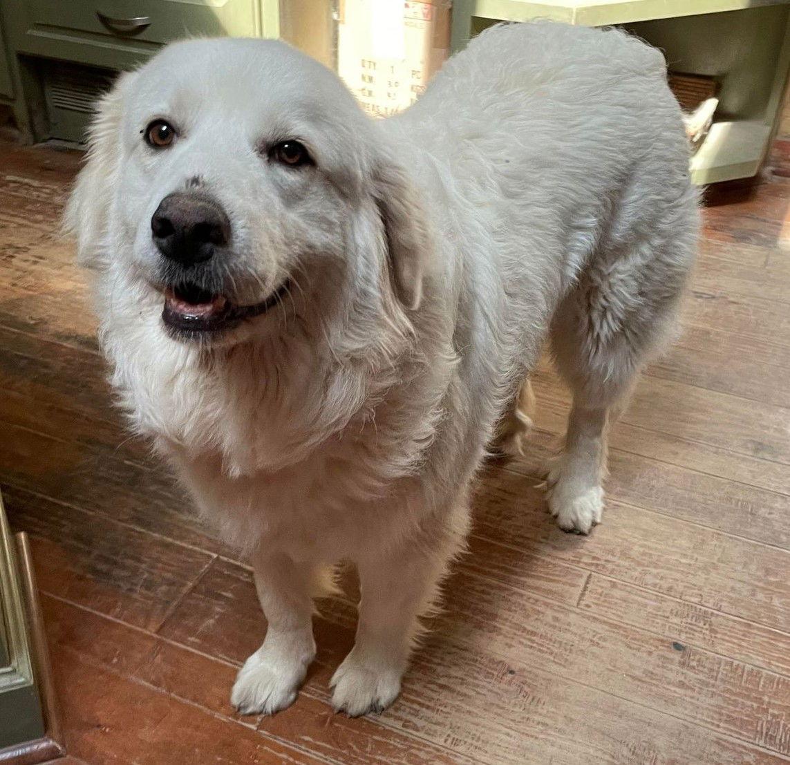 Enlarge Margarita, a Adoptable Great Pyrenees in Whitewright, TX image 1/3