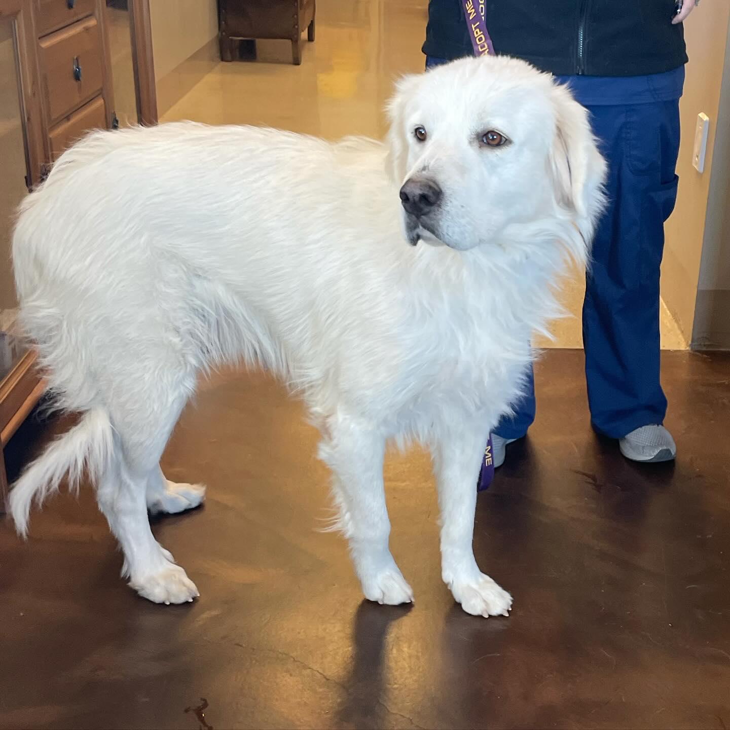 Enlarge Margarita, a Adoptable Great Pyrenees in Whitewright, TX image 2/3