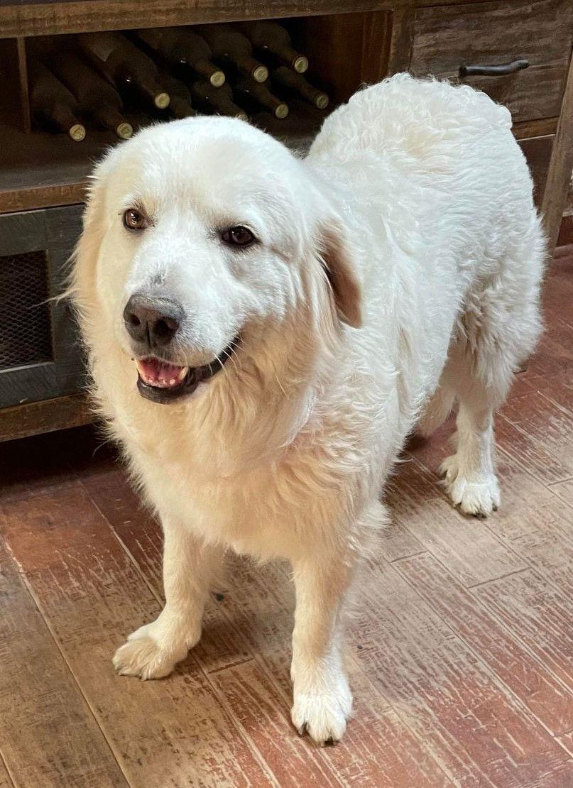 Enlarge Margarita, a Adoptable Great Pyrenees in Whitewright, TX image 3/3