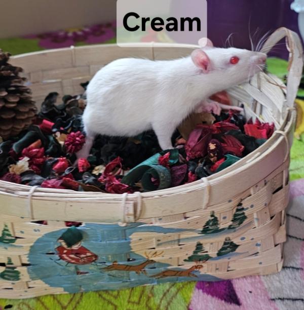 Cream, Adoptable, Young Male Rat.