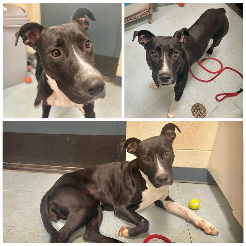Garnet, ADOPTABLE, Adult Female Pit Bull Terrier & Black Labrador Retriever.