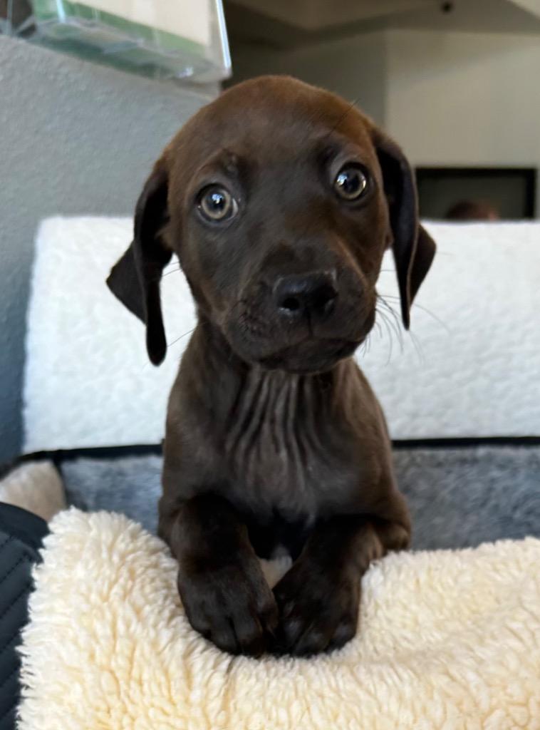 Axton, Adoptable, Puppy Male Labrador Retriever & Terrier.