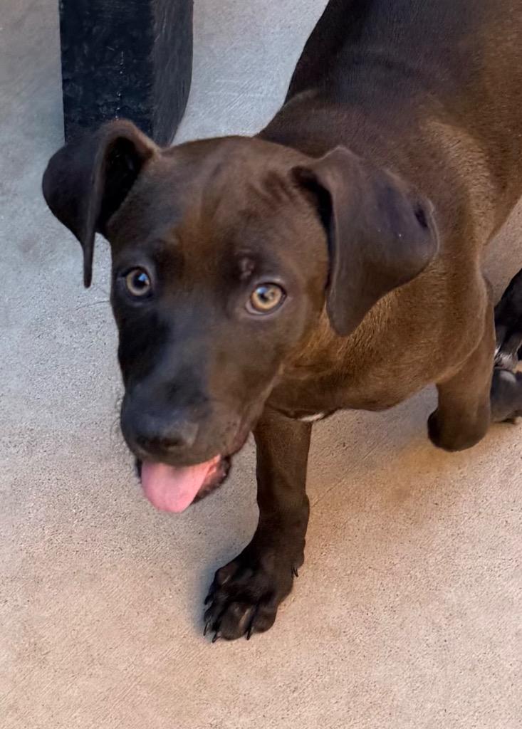 Axton, a Adoptable mixed breed in Cottonwood, AZ image 2/4