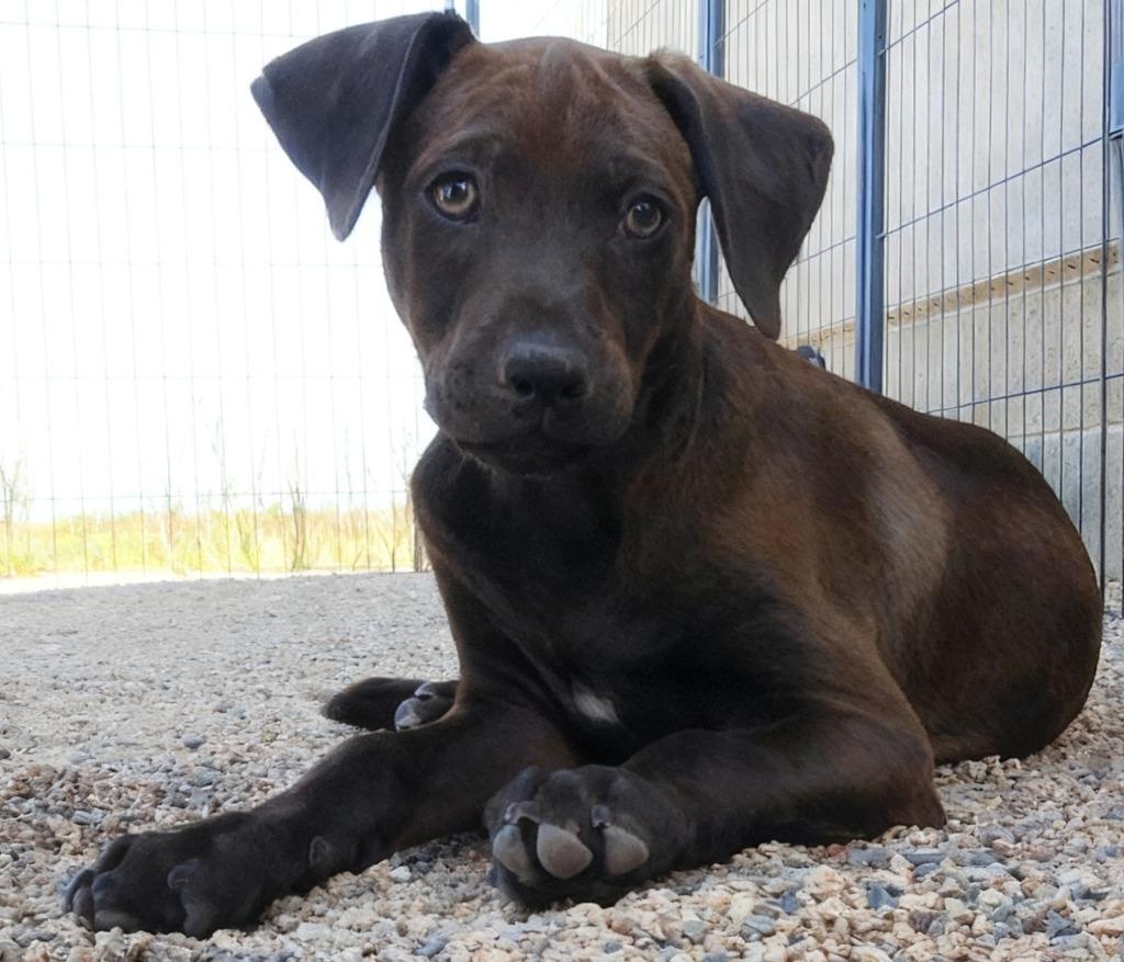 Axton, a Adoptable mixed breed in Cottonwood, AZ image 3/4