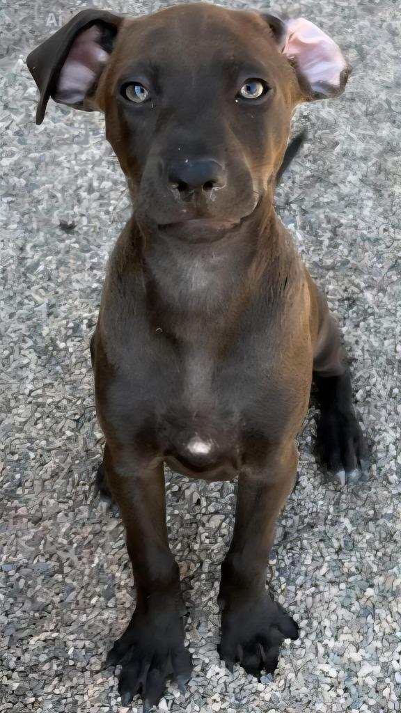 Axton, a Adoptable mixed breed in Cottonwood, AZ image 4/4