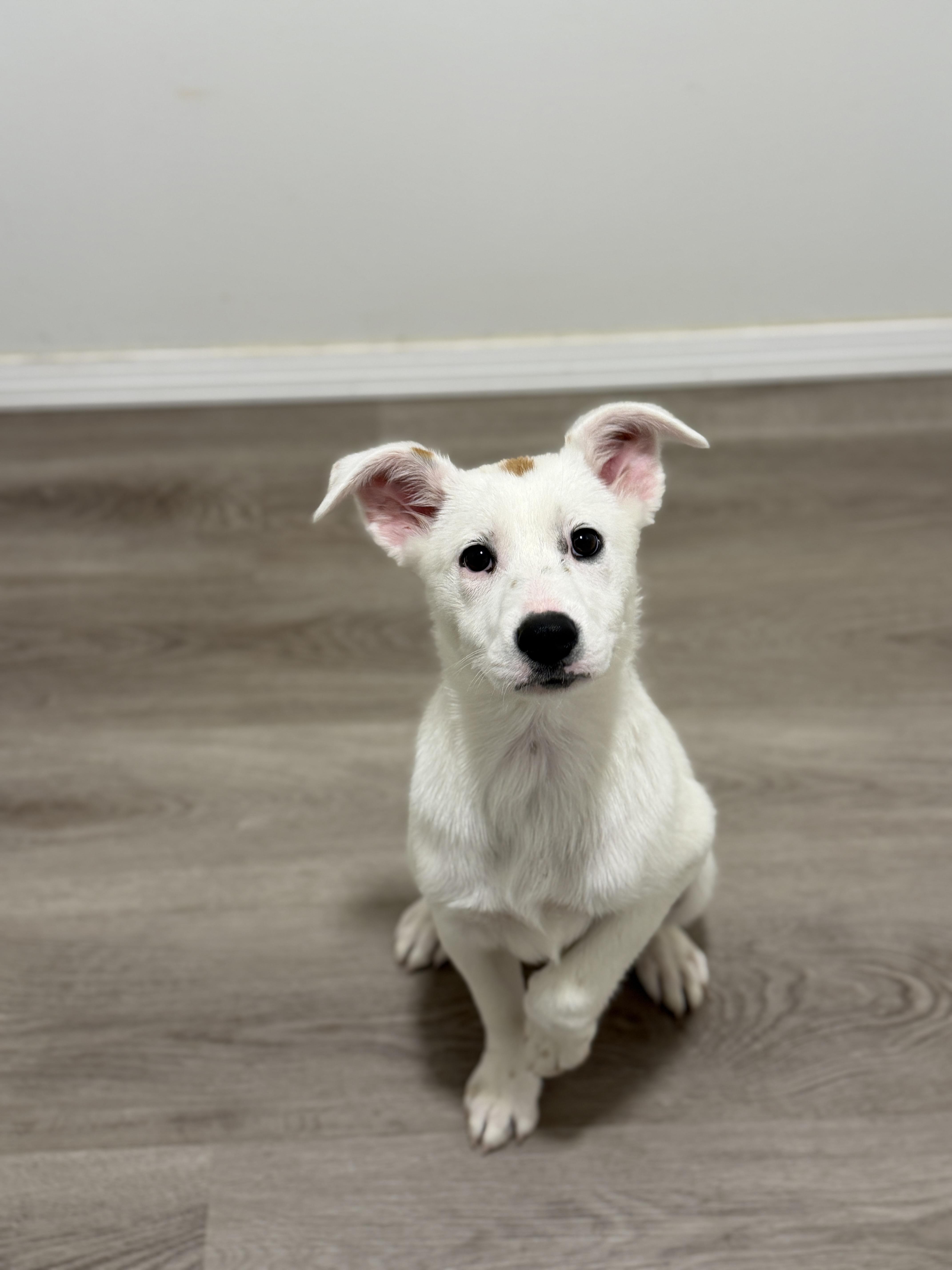 Enlarge Eliana, a Adoptable mixed breed in San Diego, CA image 1/2