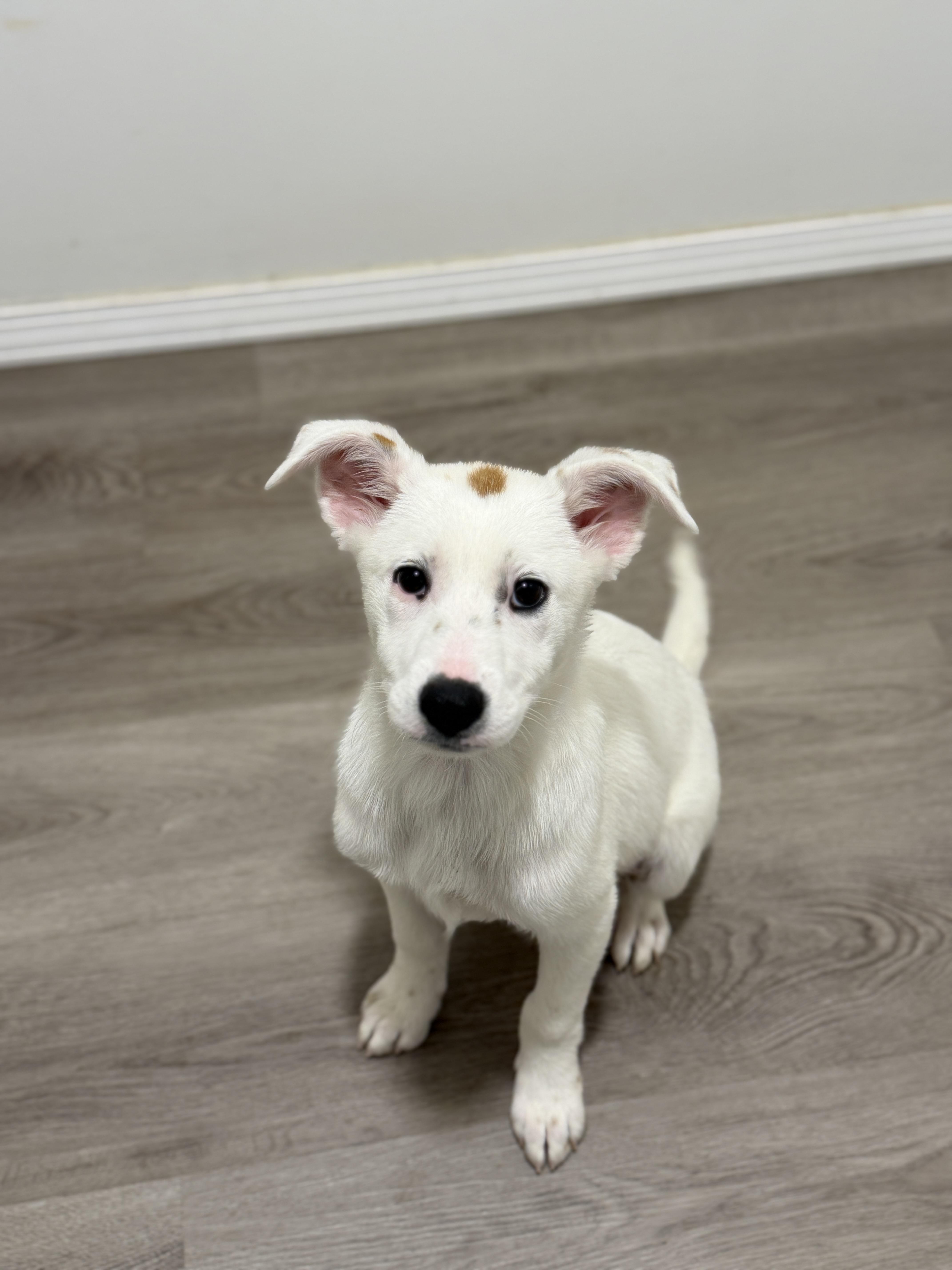 Enlarge Eliana, a Adoptable mixed breed in San Diego, CA image 2/2