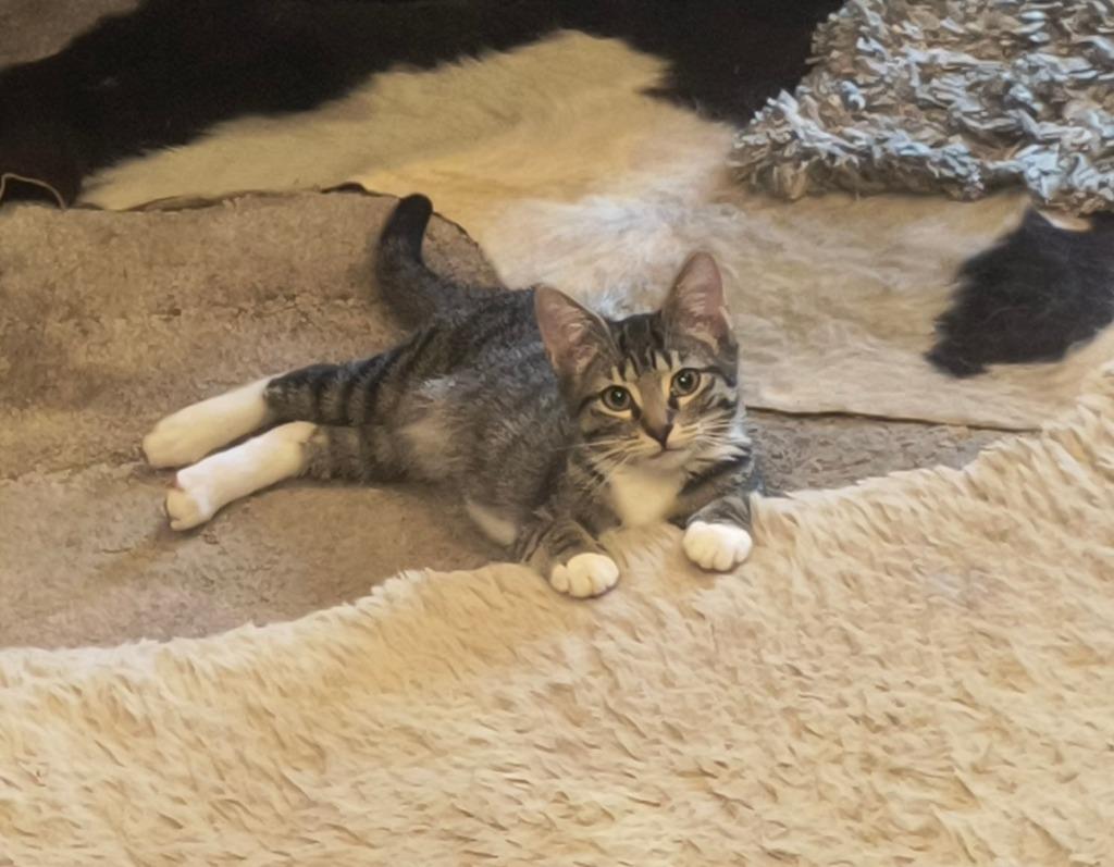 Enlarge Nelly, a Adoptable mixed breed in Labelle, FL image 1/3