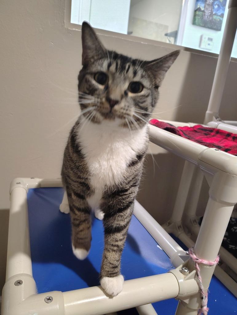 Nelly, Adoptable, Kitten Male Domestic Short Hair.