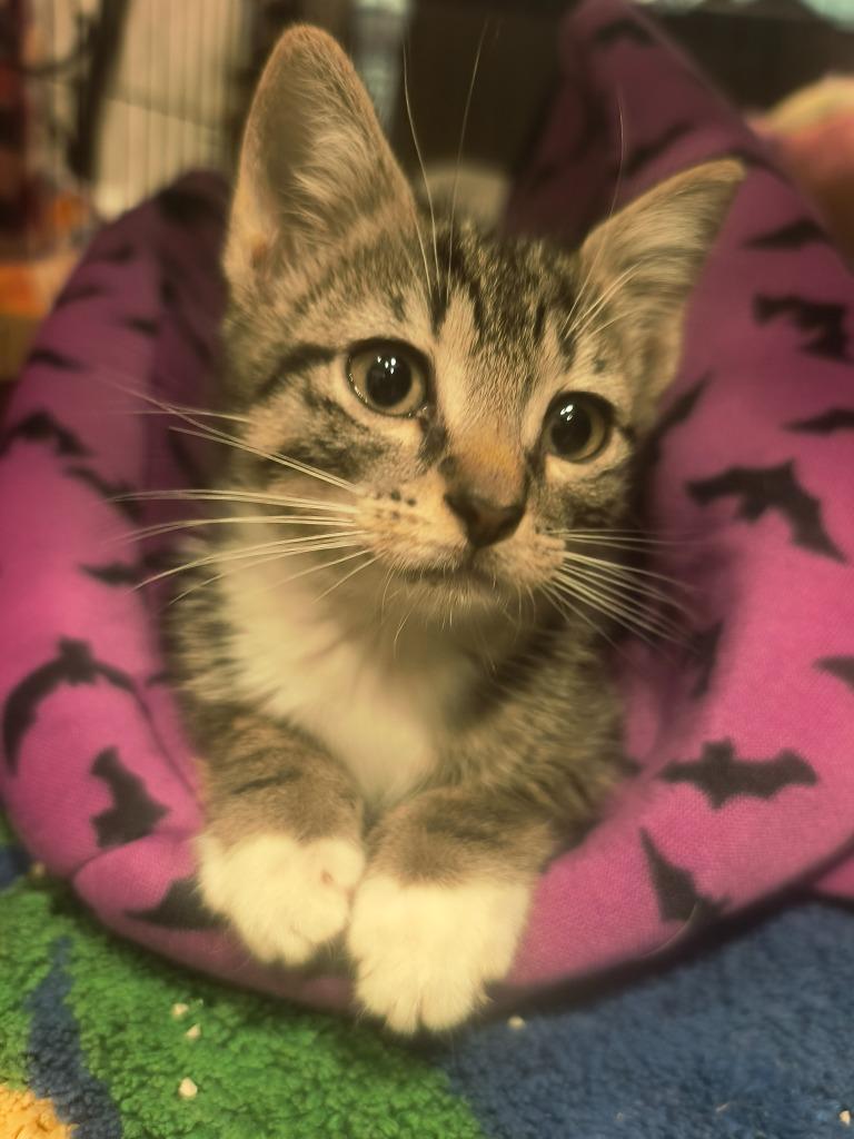 Nelly, Adoptable, Young Male Domestic Short Hair.