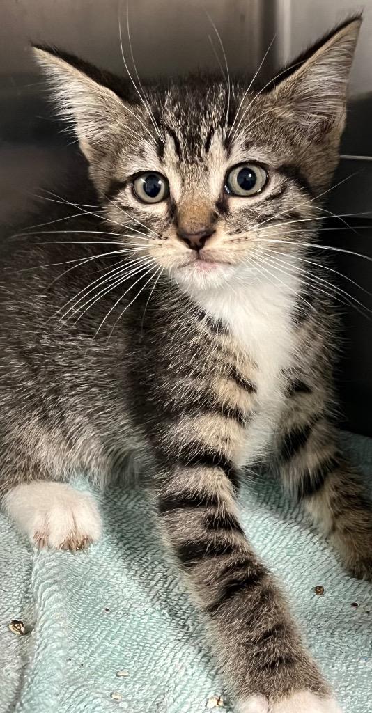 Enlarge Nelly, a Adoptable mixed breed in Labelle, FL image 3/3