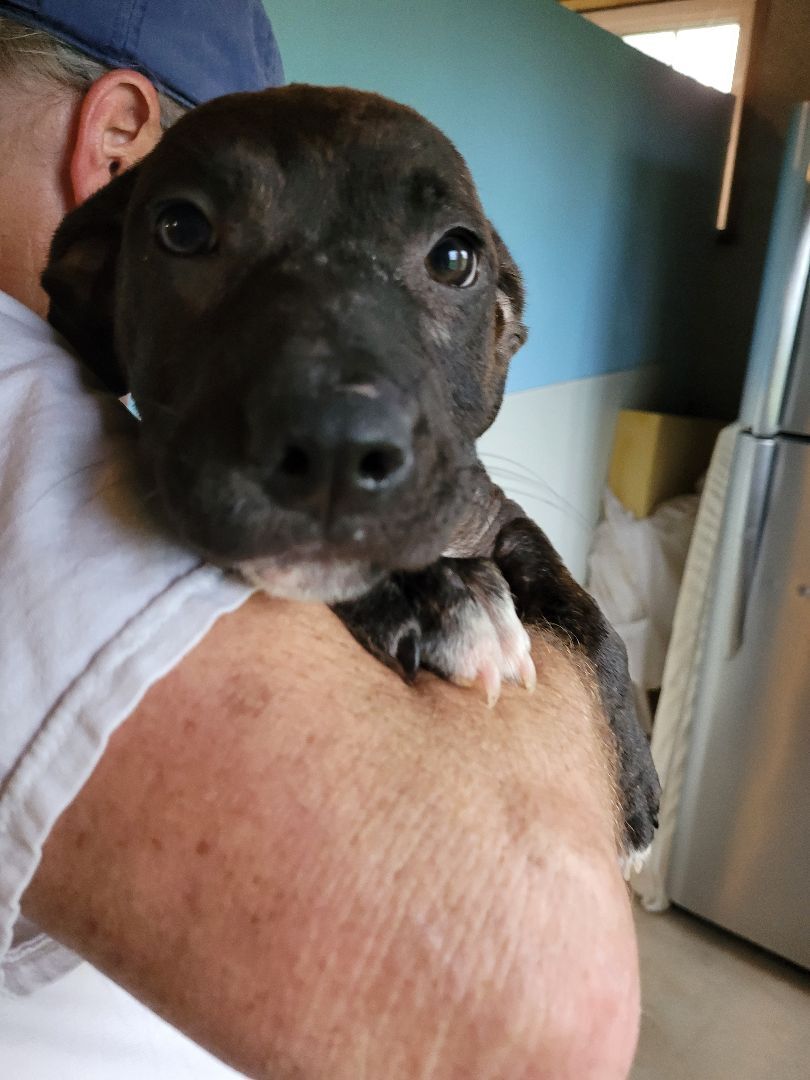 Enlarge Daisy, a Adoptable mixed breed in St. Clair, MO image 2/2