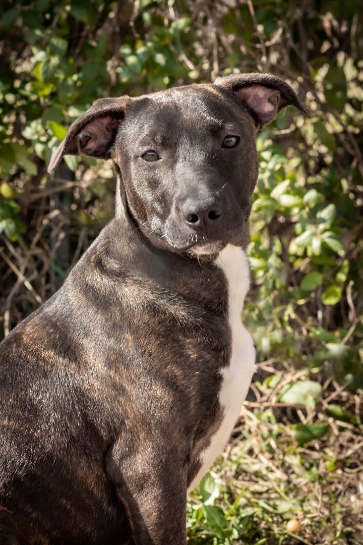 Daisy, Adoptable, Adult Female American Staffordshire Terrier.