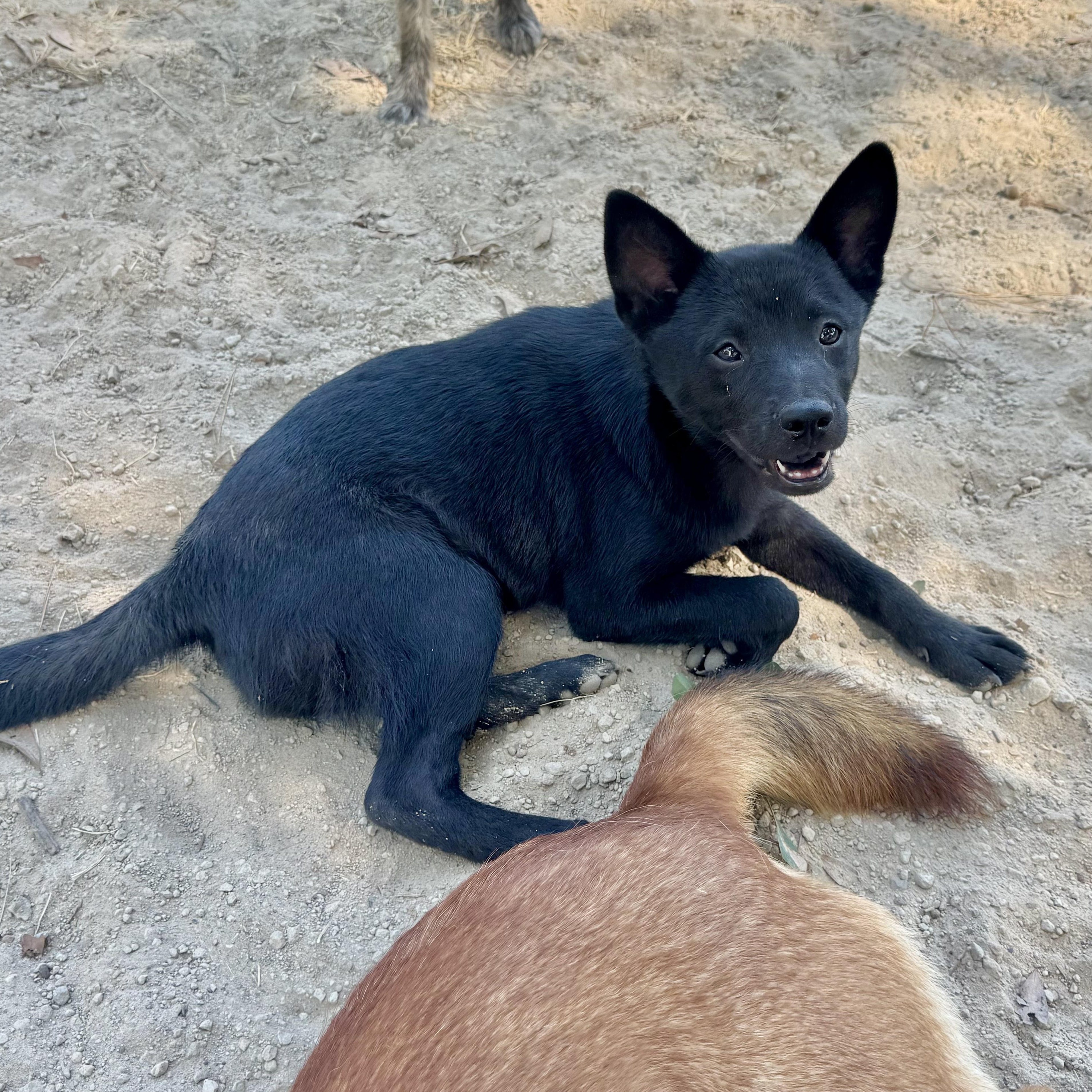Enlarge Percy, a Adoptable mixed breed in Boston, MA image 2/6